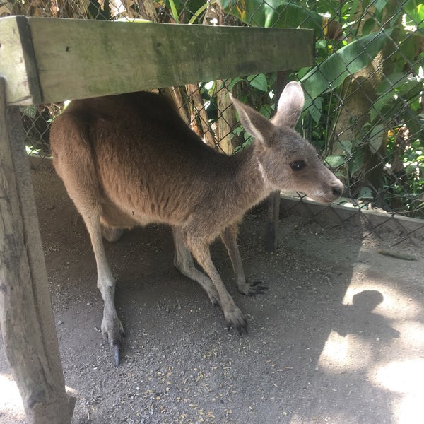 12/22/2016 tarihinde Cory D.ziyaretçi tarafından Kuranda Koala Gardens'de çekilen fotoğraf