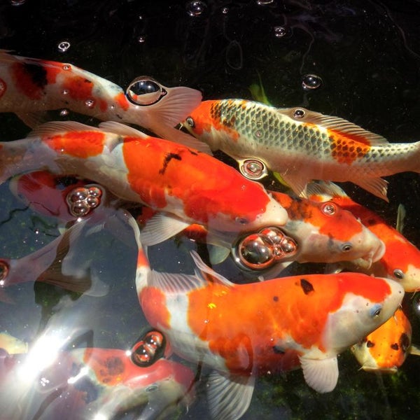 Photo taken at Laguna Koi Ponds by Aj P. on 7/14/2013