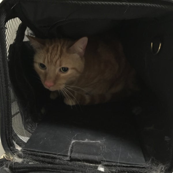 noah's emergency animal hospital