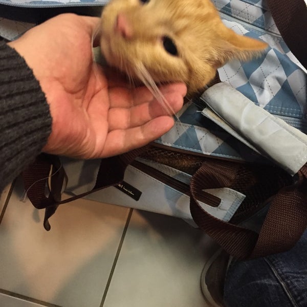 noah's emergency animal hospital