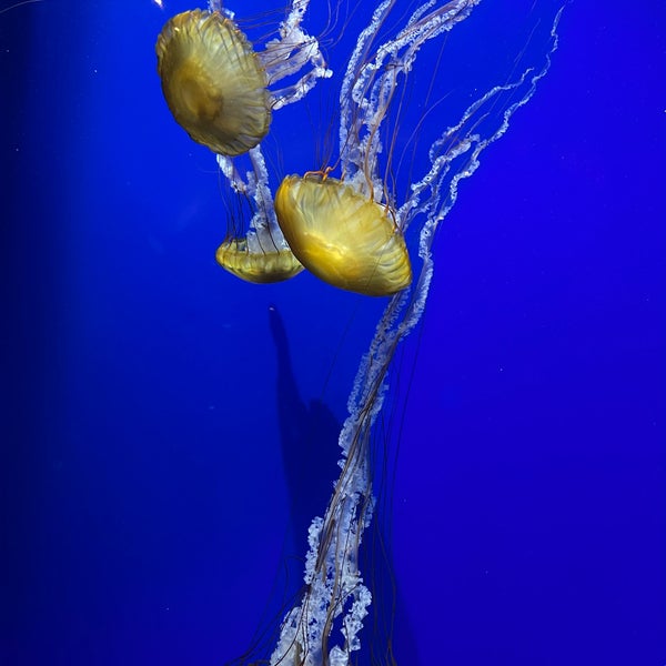Foto diambil di Georgia Aquarium oleh Josh W. pada 3/14/2022
