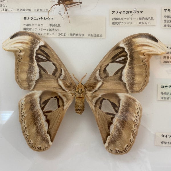 アヤミハビル館 3 Tips From 79 Visitors