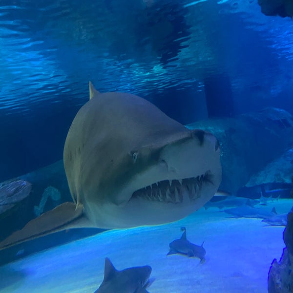 6/13/2023 tarihinde HACI Y.ziyaretçi tarafından Antalya Aquarium'de çekilen fotoğraf