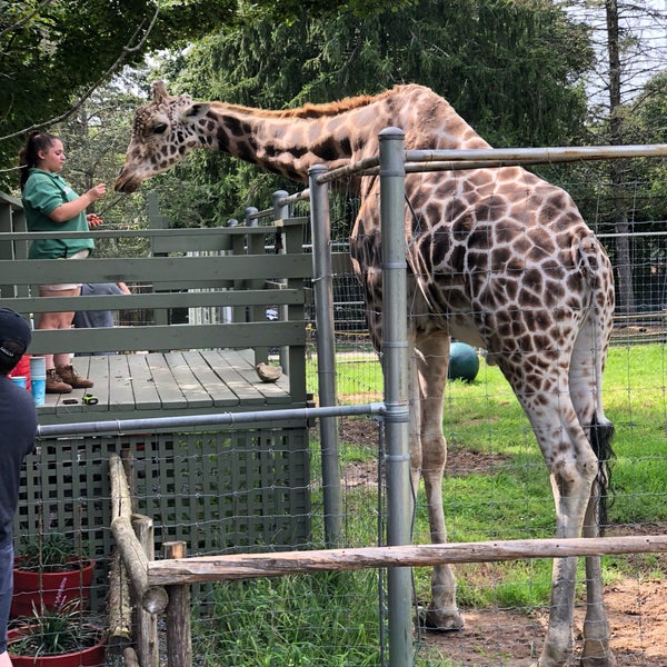 Long Island Game Farm Giraffe Clipart