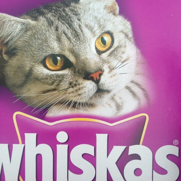 Картинки вискаса ютубера