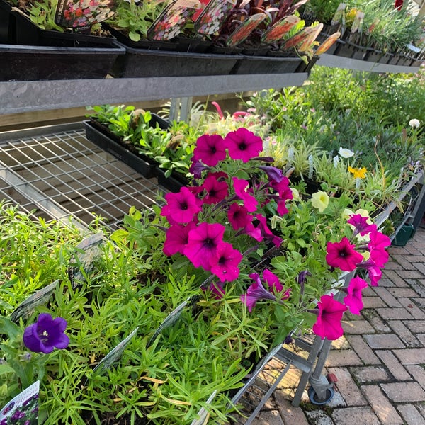 nichols garden nursery dunedin
