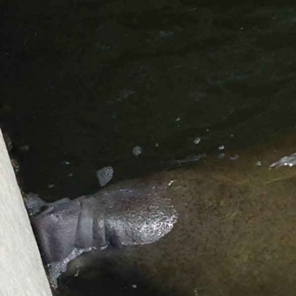 Photo taken at Manatee Observation &amp; Education Center by Daniel C. on 4/11/2013