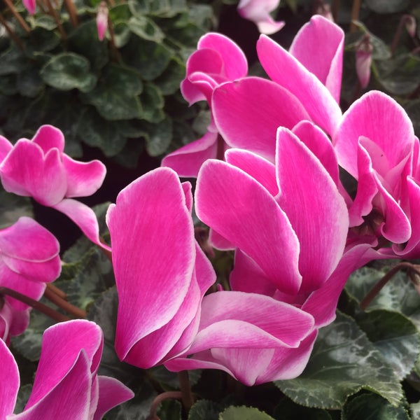 Blumen Risse Frechen Corona