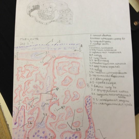 Спбгпму кафедра гистологии. Институт профпатологии в уфе. Кафедра анатомии спбгпму преподаватели. Спбгпму кафедра гистологии. Спбгпму кафедра гистологии.