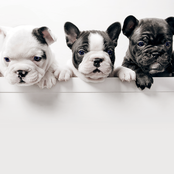 Animal Care Center of Forest Park - 11440 Winton Rd Animal Care Center of Forest Park - 11440 Winton Rd