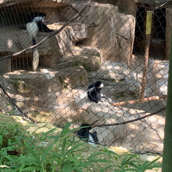 Photo taken at Cincinnati Zoo &amp; Botanical Garden by Dolly C. on 8/8/2022