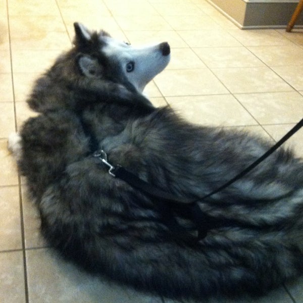 Photos At Creature Comforts Veterinary Hospital Veterinarian In