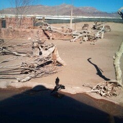 Снимок сделан в El Paso Zoo пользователем Sue B. 2/22/2013
