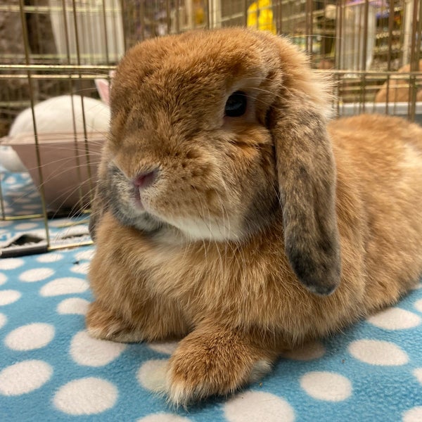 Герлз фронтлайн m1918 хентаи. Bunny m. Bunny m. Купить игрушку из h &m. Игрушка заяц hm.