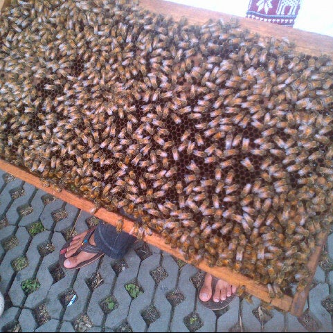 Photo prise au Big Bee Farm (Pattaya) par Cenk C. le10/29/2012
