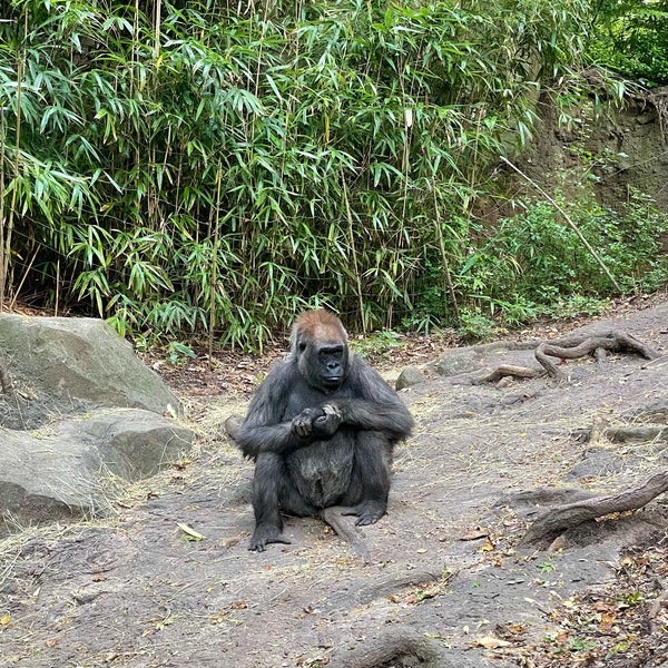 Foto tomada en Bronx Zoo  por طارق el 10/10/2023