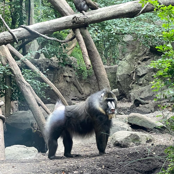 Снимок сделан в Bronx Zoo пользователем طارق 10/10/2023