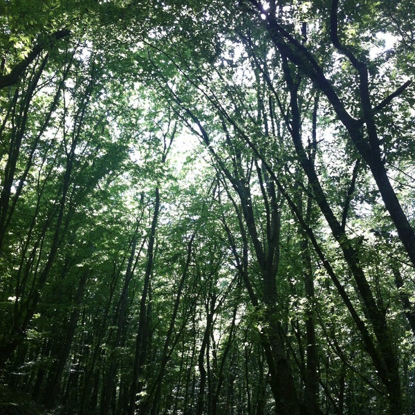 5/4/2013 tarihinde Betül C.ziyaretçi tarafından Belgrad Ormanı'de çekilen fotoğraf