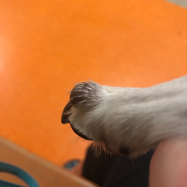 PetSmart Mesa East Mesa, AZ