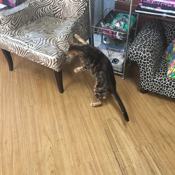 The Cats Inn Pet Store In Belmont
