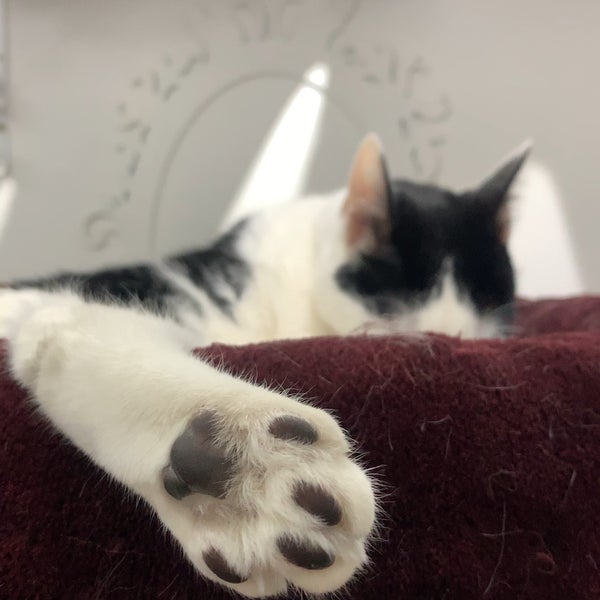 Foto scattata a Lady Dinah&#39;s Cat Emporium da Polina Z. il 3/8/2019