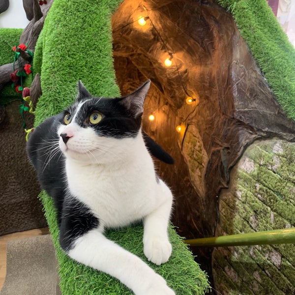 Photo taken at Lady Dinah&#39;s Cat Emporium by Polina Z. on 3/8/2019