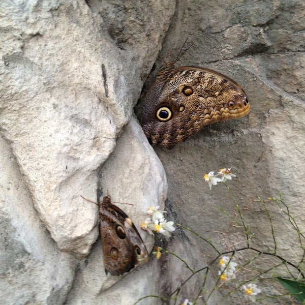 Foto scattata a Butterfly House at Faust County Park da Lisa B. il 1/27/2013