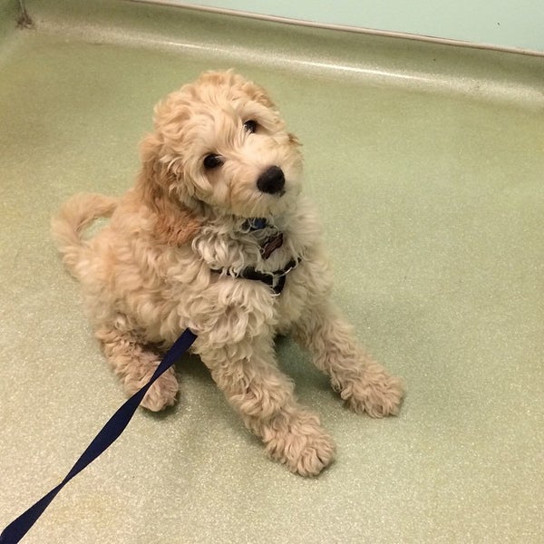 10/25/2014 tarihinde Aubrey S.ziyaretçi tarafından West Village Veterinary Hospital'de çekilen fotoğraf