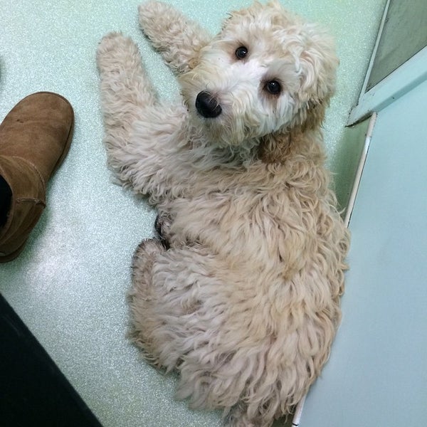 12/22/2014 tarihinde Aubrey S.ziyaretçi tarafından West Village Veterinary Hospital'de çekilen fotoğraf