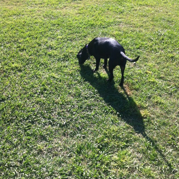 Photos at Raising Cane's Dog Park Dog Park in Baton Rouge