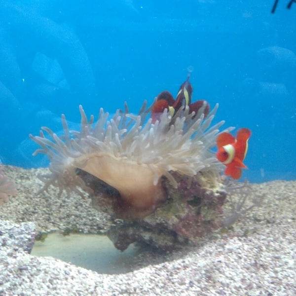 The Ultimate Aquarium Central Visalia 1 tip