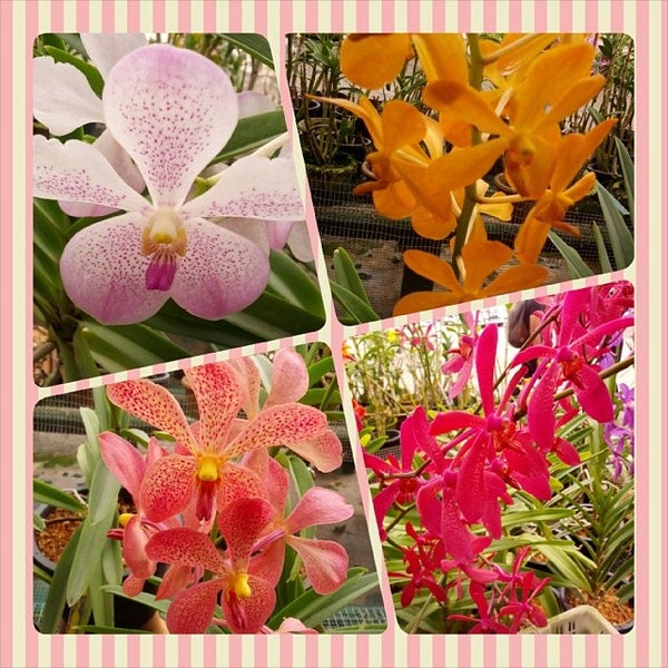 United Malaysian Orchids Jalan Batu Arang