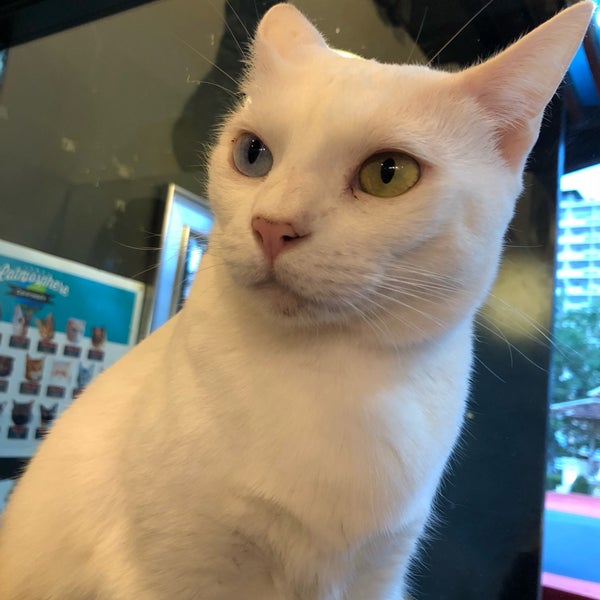 Photo taken at Catmosphere Cat Café by Pmg P. on 9/30/2018