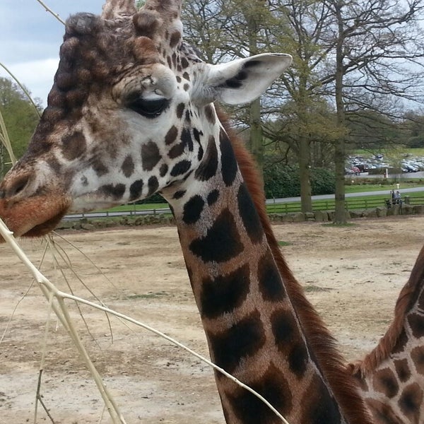 Photo taken at Knowsley Safari by Amy C. on 5/5/2013