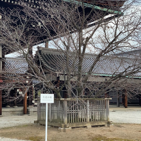 Photos At 左近の桜 京都市 京都府