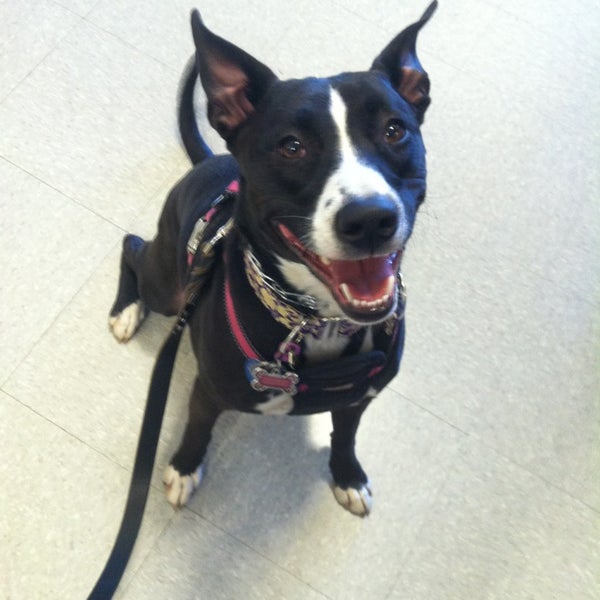 petsmart joplin mo petsmart joplin mo