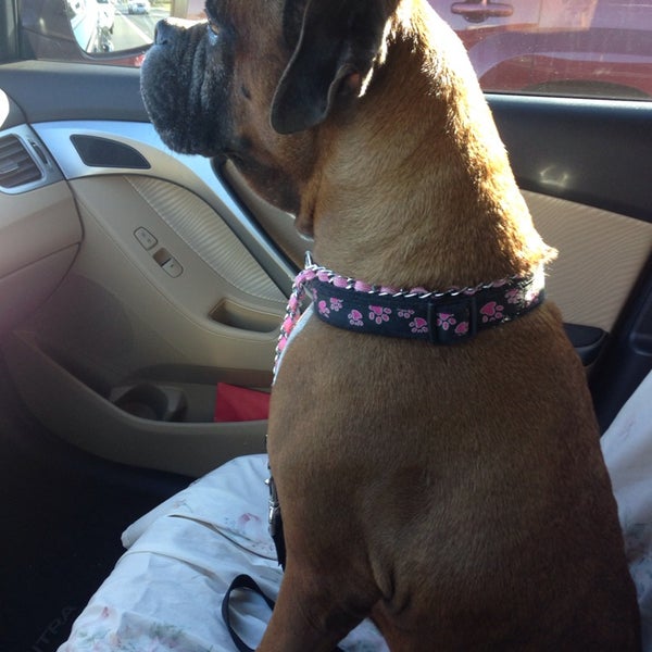 Vet Clinic of Palm Harbor Palm Harbor, FL