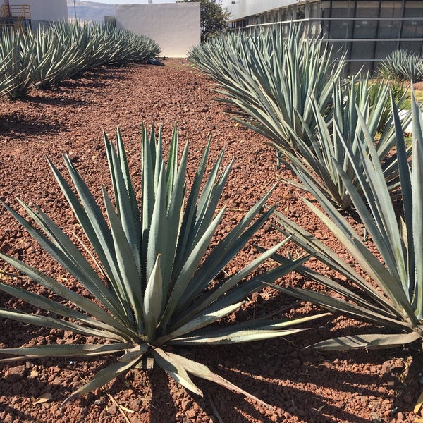 Planta Tequila don julio Destilería