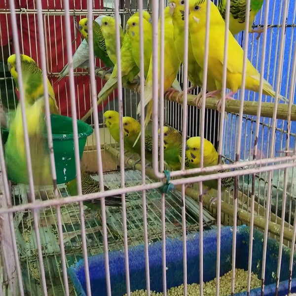Elly Pet Shop Miri Sarawak