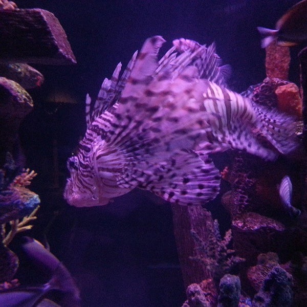 7/28/2013에 Jessica M.님이 Sea Life Aquarium에서 찍은 사진