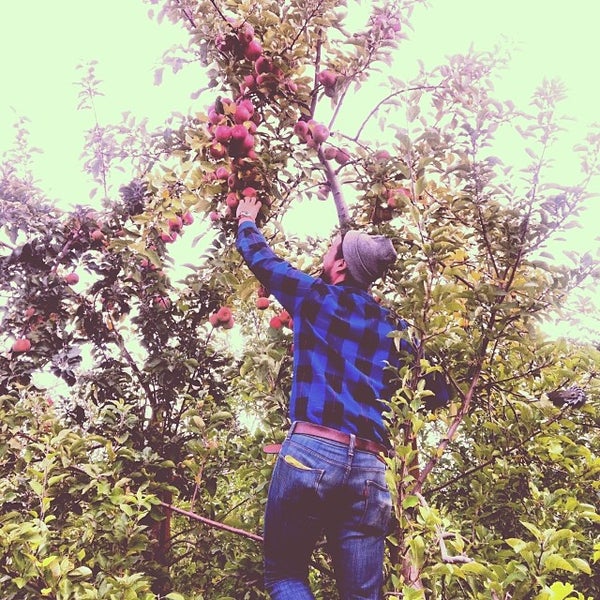 Foto scattata a Soons Orchards da Alicia T. il 10/19/2013