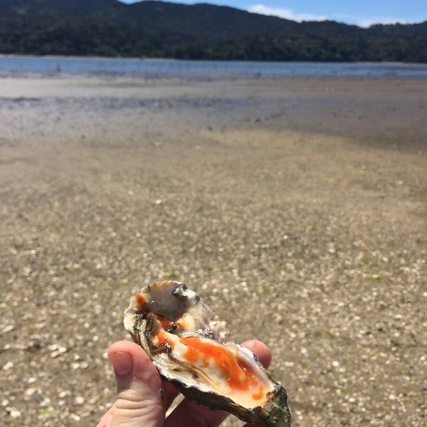 Photo taken at Tomales Bay Oyster Company by Travis F. on 4/17/2016