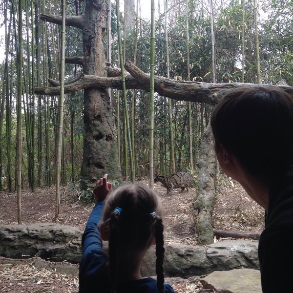 Jungle loop. Jungle loop