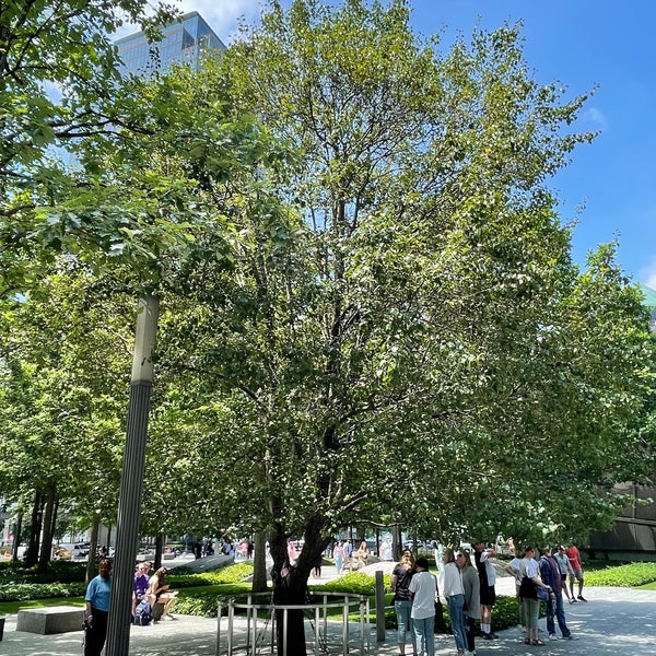 9/11 survivor tree still fighting the odds - Friends of Trees