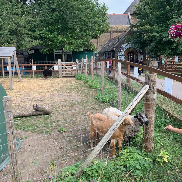 8/4/2019 tarihinde Gordon P.ziyaretçi tarafından Vauxhall City Farm'de çekilen fotoğraf