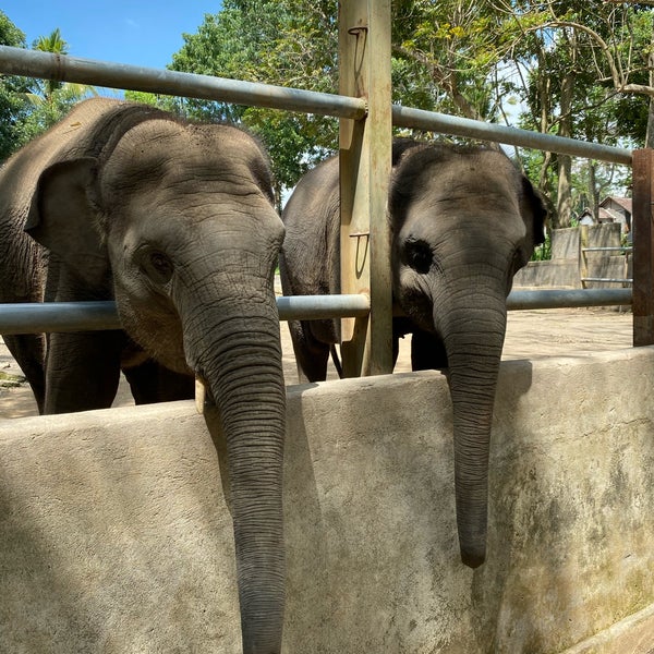 Слоны на Бали. Elephant camp