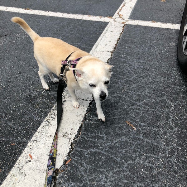 PetSmart Southeast Jacksonville 8801 Southside Blvd