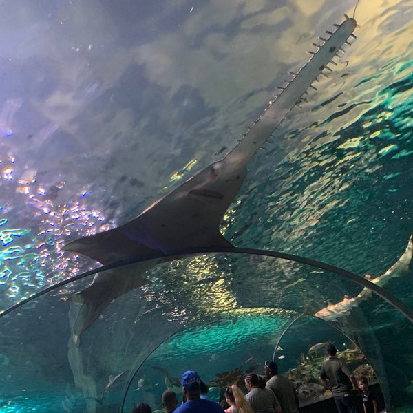 Снимок сделан в Ripley&#39;s Aquarium of the Smokies пользователем Jennifer J. 5/30/2020