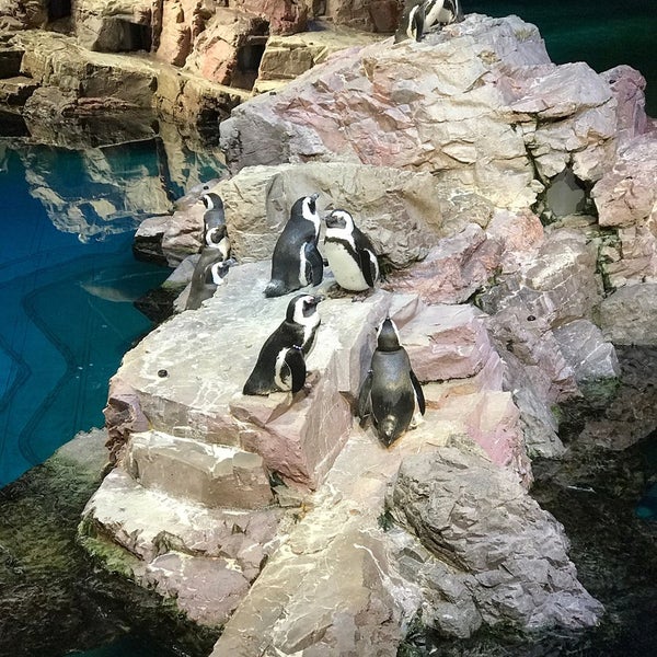 New England Aquarium Cafe - 2315949 EPtqAccslxGvcCTeqZ3RyluerI9 0 VVHWKPlzb Se0