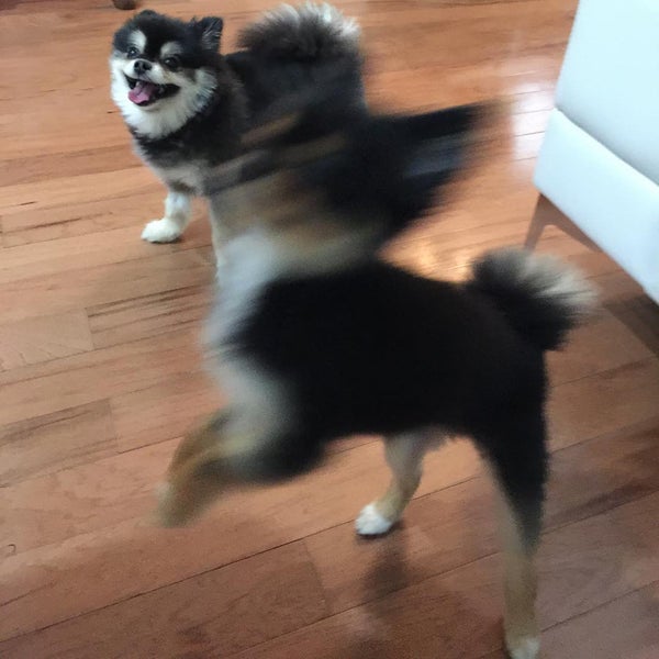 Bayard Rooster Bayard 12699 Phillips Hwy